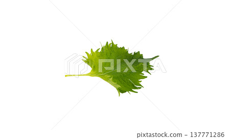 Large leaf, white background, macro photography 137771286