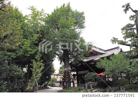 The sacred tree of Susanoo Shrine (Arakawa Ward, Tokyo) The sacred tree of Susanoo Shrine (Arakawa Ward, Tokyo) 137771591