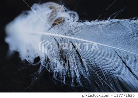 Swan feathers covered in water droplets Swan feathers covered in water droplets 137771626