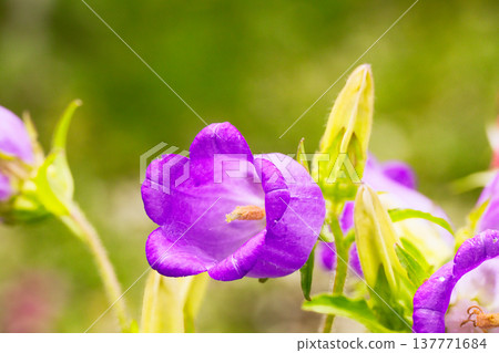 紫色風鈴草花的特寫 紫色風鈴草花的特寫 137771684