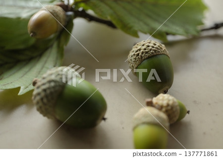 A close-up of natural materials: blue acorns and leaves arranged together. A close-up of natural materials: blue acorns and leaves arranged together. 137771861
