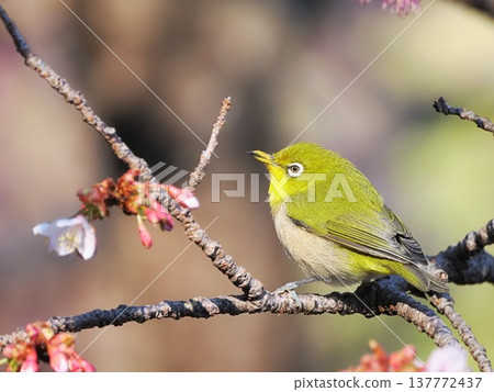 春天來了（熱海櫻花盛開，繡眼鳥盛開） 137772437