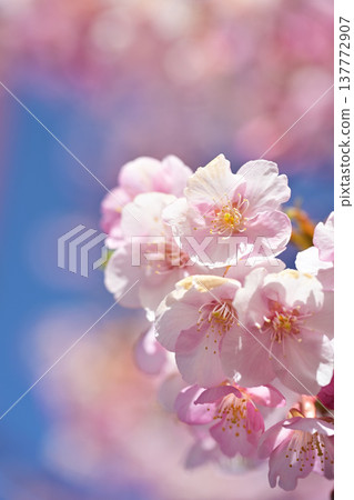 Kawazu cherry blossoms against the blue sky Kawazu cherry blossoms against the blue sky 137772907