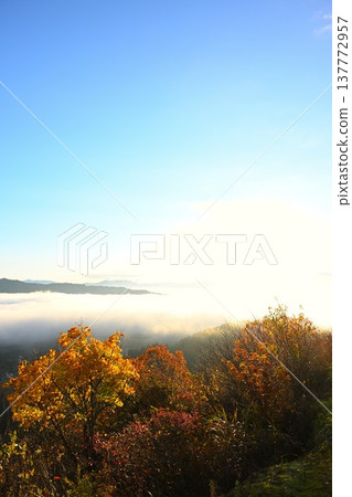 Morning scenery of autumn leaves and a sea of clouds on the Yamamotoyama Plateau (Ojiya City, Niigata Prefecture) 137772957