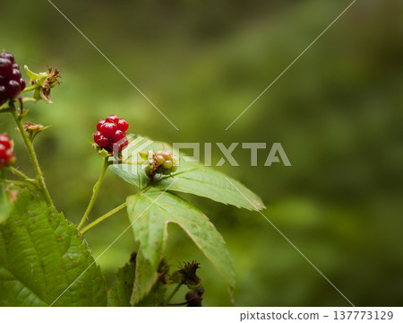 Wild berry. Red Blackberries. Rubus pubescens. Wild berry. Red Blackberries. Rubus pubescens. 137773129