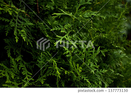 Cypress tree. Close-up of green conifers plant leaves in the forest 137773130