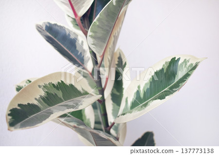 Ficus elastica tineke, rubber tree plant with variegated green and creamy-white leaves. Ficus elastica tineke, rubber tree plant with variegated green and creamy-white leaves. 137773138