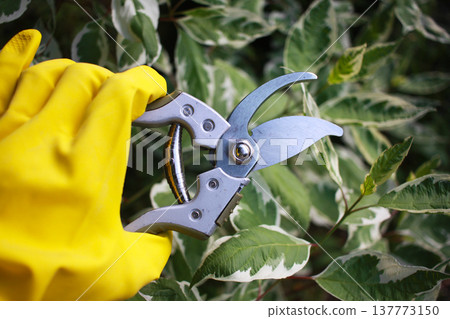 Gardening tool equipment. Single steel garden scissors on wooden background. Gardening tool equipment. Single steel garden scissors on wooden background. 137773150