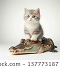 A kitten sitting as if stepping on a crocodile 137773187