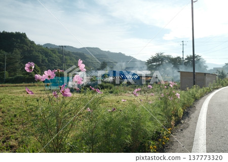 路邊盛開的波斯菊和鄉村景色為夏日山村增添了色彩。 137773320