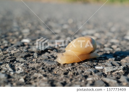 一隻小蝸牛爬過瀝青路面 137773409