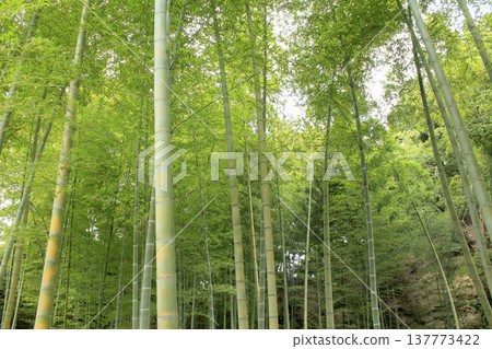Bamboo grove Bamboo grove 137773422