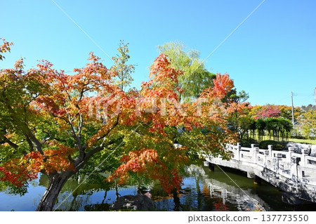 天壽園（新潟縣新潟市）中國園林的秋景 137773550