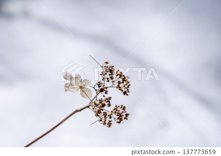 枯萎的花朵如同乾花般矗立在雪地裡 137773659