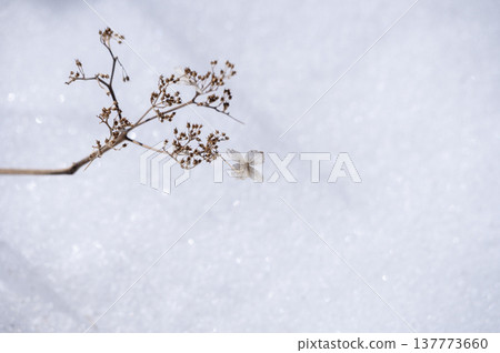 Withered flowers like dried flowers standing in a snowfield Withered flowers like dried flowers standing in a snowfield 137773660