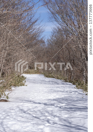 The shadows of trees cast across the snowfield and the winter landscape of the mixed forest. The shadows of trees cast across the snowfield and the winter landscape of the mixed forest. 137773666