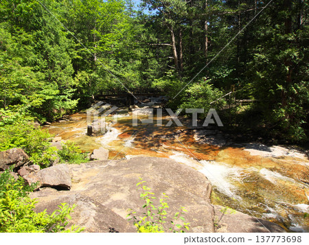 Mountain stream shining in the fresh green 137773698