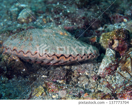 在沙地中具有偽裝能力的貝殼 137773704