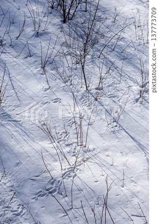 冬日樹木的影子投射在雪地和閃閃發光的雪面上。 137773709