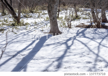 A bridge leading into a snow-covered forest and a winter walking path. A bridge leading into a snow-covered forest and a winter walking path. 137773710