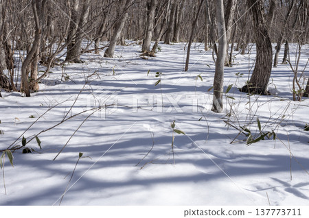 A bridge leading into a snow-covered forest and a winter walking path. 137773711