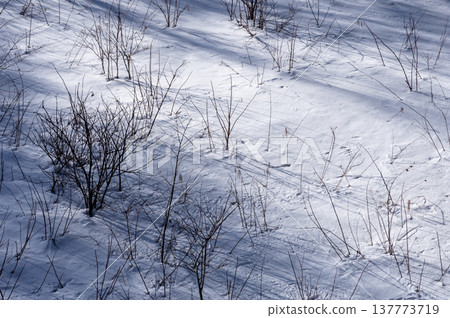 Shadows of winter trees stretching across the snowfield and the gleaming snow surface Shadows of winter trees stretching across the snowfield and the gleaming snow surface 137773719