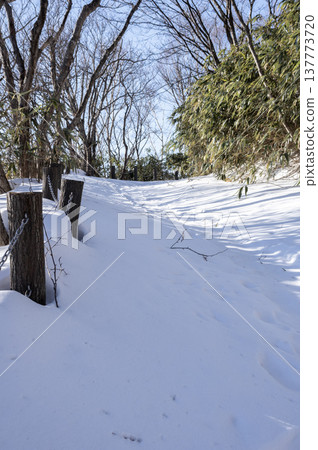A bridge leading into a deep forest and a winter walking trail. A bridge leading into a deep forest and a winter walking trail. 137773720