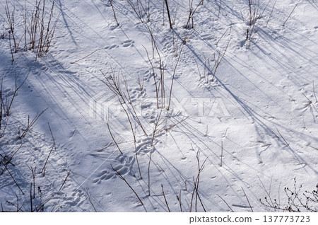 Shadows of winter trees stretching across the snowfield and the gleaming snow surface Shadows of winter trees stretching across the snowfield and the gleaming snow surface 137773723