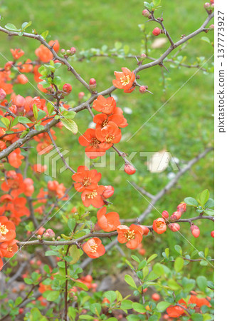 Flowering quince blossoms at the Jardin des Plantes in Paris. These early spring plants bloom with vibrant red flowers. Photographed on March 9, 2026. Flowering quince blossoms at the Jardin des Plantes in Paris. These early spring plants bloom with vibrant red flowers. Photographed on March 9, 2026. 137773927