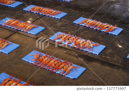 雪蟹被運到拍賣市場；拍賣市場的場景；雪蟹被拍賣；圖片素材。 137773997