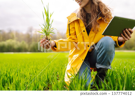 A young farmer woman in a yellow raincoat inspects a healthy plant crop in a green field 137774012