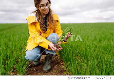 Farmer woman holding green wheat sprouts, checking growth. Scientist is checking the plant. 137774025