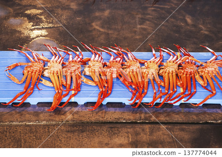 Snow crabs being landed at auction market; a scene from the auction market; snow crabs being auctioned; image material. Snow crabs being landed at auction market; a scene from the auction market; snow crabs being auctioned; image material. 137774044