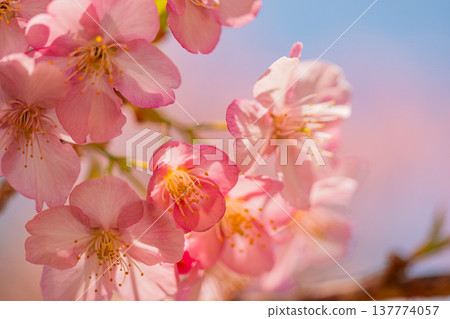 早春時節，河津櫻花盛開，微距拍攝。 137774057