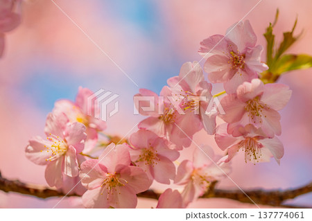 Kawazu cherry blossoms in early spring, in full bloom, macro shot. Kawazu cherry blossoms in early spring, in full bloom, macro shot. 137774061