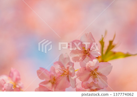 Kawazu cherry blossoms in early spring, in full bloom, macro shot. Kawazu cherry blossoms in early spring, in full bloom, macro shot. 137774062
