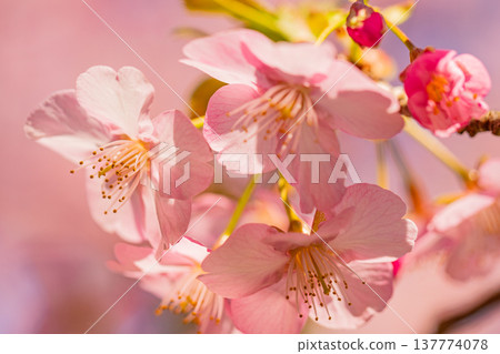 早春時節,河津櫻花盛開,微距拍攝。 早春時節,河津櫻花盛開,微距拍攝。 137774078