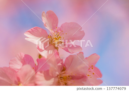 Kawazu cherry blossoms in early spring, in full bloom, macro shot. Kawazu cherry blossoms in early spring, in full bloom, macro shot. 137774079