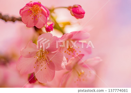 早春時節，河津櫻花盛開，微距拍攝。 137774081