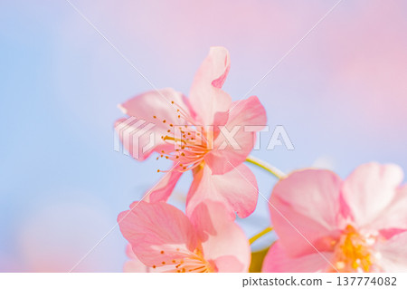 早春時節，河津櫻花盛開，微距拍攝。 137774082