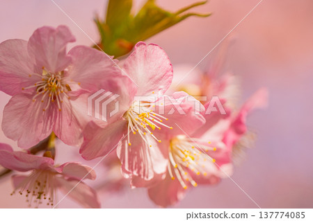 Kawazu cherry blossoms in early spring, in full bloom, macro shot. 137774085