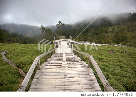 小台原的夏天：正木原的棧道與令人嘆為觀止的霧景 137774088
