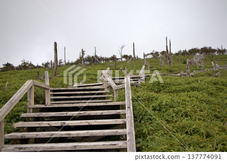 Summer in Odaigahara: Boardwalks and dead trees in Masakigahara Summer in Odaigahara: Boardwalks and dead trees in Masakigahara 137774091