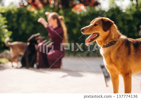 Friendly visit. Woman is with dogs outdoors 137774136