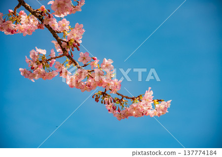 Kawazu cherry blossoms bloom in early spring, in full bloom. 137774184
