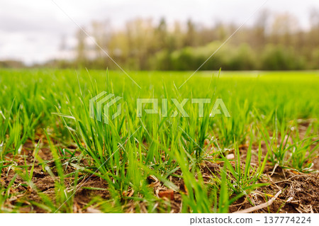 Landscape, field with green unripe wheal. The concept of agricultural, ecology, gardening. Landscape, field with green unripe wheal. The concept of agricultural, ecology, gardening. 137774224