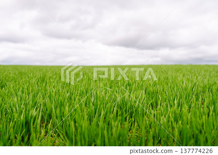 Landscape, field with green unripe wheal. The concept of agricultural, ecology, gardening. 137774226