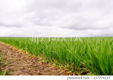 Landscape, field with green unripe wheal. The concept of agricultural, ecology, gardening. 137774227