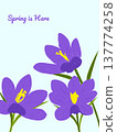 Spring is here. Hand drawn card for decoration spring times, Mothers Day, Easter. Spring poster with crocuses. Concept of trendy spring cover. 137774258