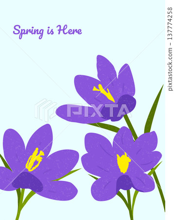 Spring is here. Hand drawn card for decoration spring times, Mothers Day, Easter. Spring poster with crocuses. Concept of trendy spring cover. 137774258